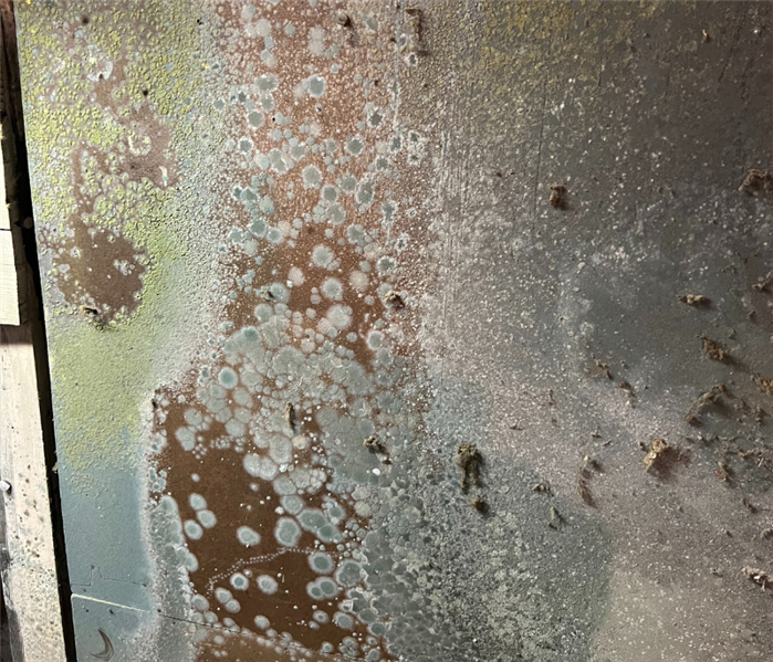 Basement mold removal near me in Weston, CT.
